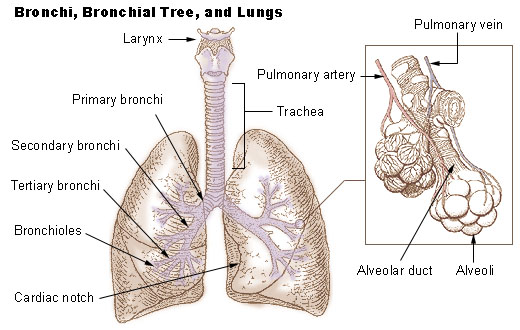 How to Breathe Better: Bronchial Tree